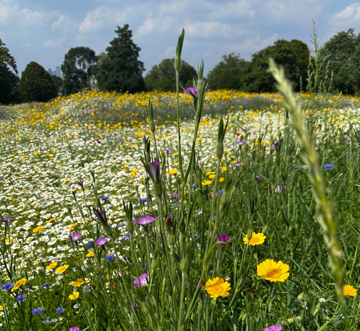 Wildflowers_brockwellPark-square