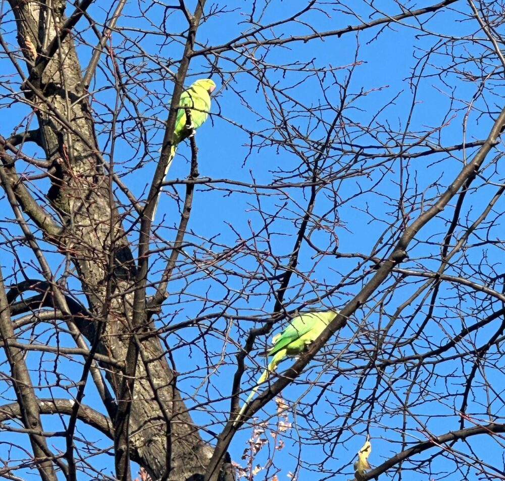 brockwellparkparakeets-square